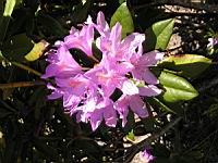 Rhododendron Ponticum subsp Ponticum, Asie mineure (4) (Photo F. Mrugala)